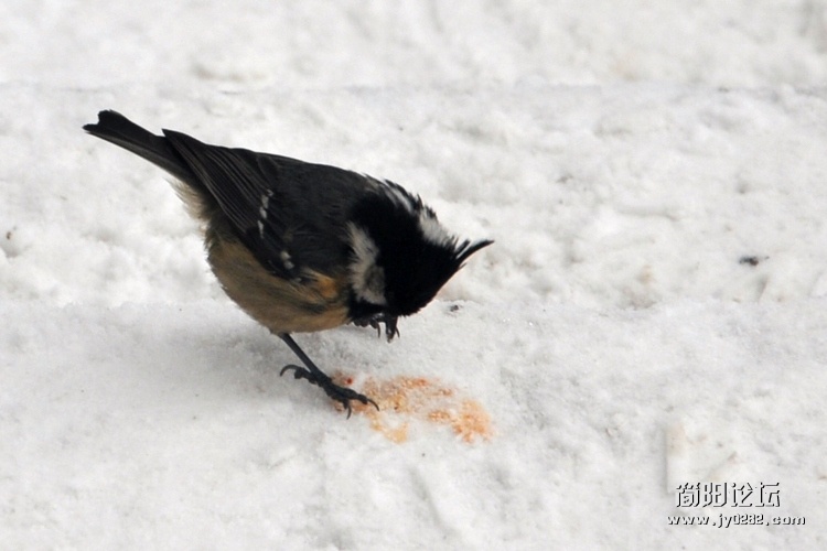 DSC_0470.jpg
