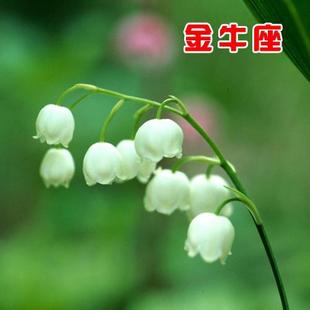 T1n8WfXndwXXbi0e_b_093656_jpg_310x310.jpg