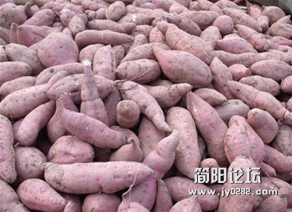 薯1.jpg