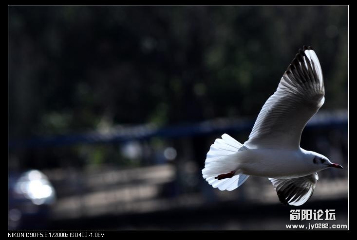 nEO_IMG_DSC_0121.jpg