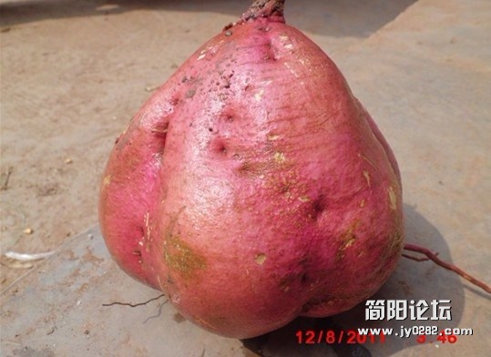 薯5.jpg