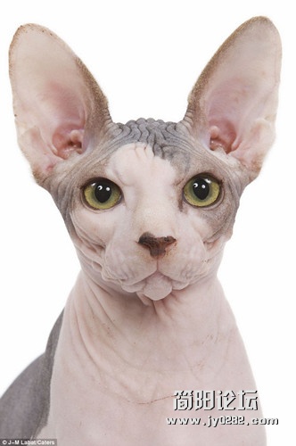 摄影师拉巴拍摄秃毛宠物的最早模特——斯芬克斯猫.jpg