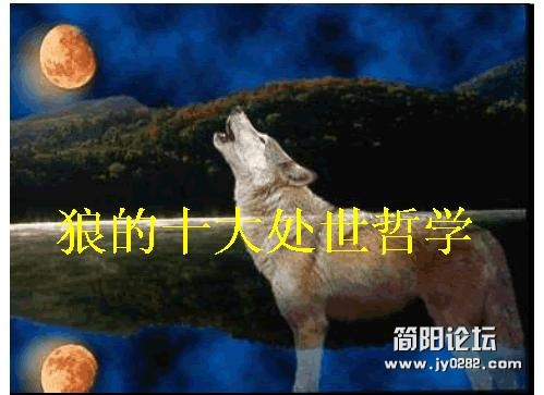 1狼的哲学.JPG