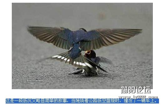 01看了这些照片，还有人会认为动物没有头脑和感情吗？！.JPG