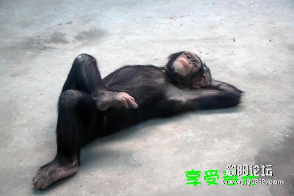黑猩猩人模人样享春光_副本.jpg