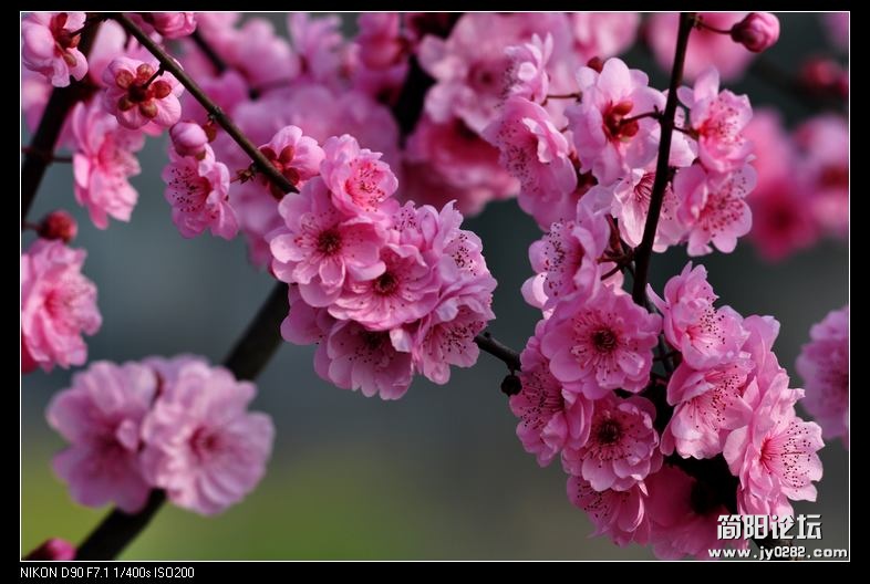 nEO_IMG_DSC_0415.jpg