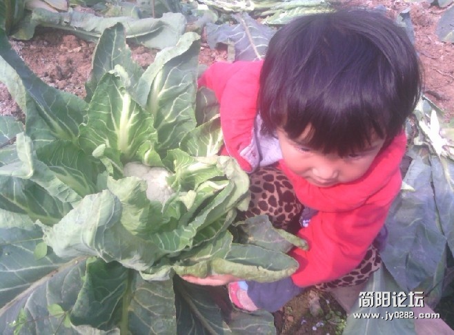 花菜.jpg