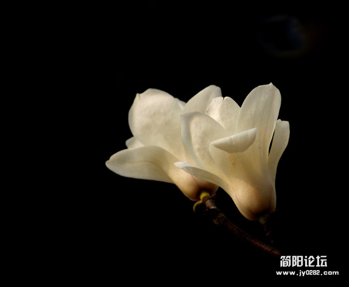 玉兰花1.jpg