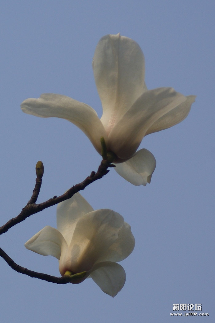 玉兰花2.jpg