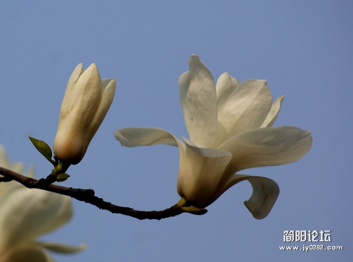 玉兰花3.jpg