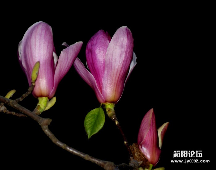 玉兰花6.jpg