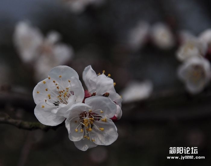 DSC_0984a.jpg