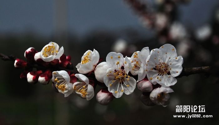 DSC_0986a.jpg