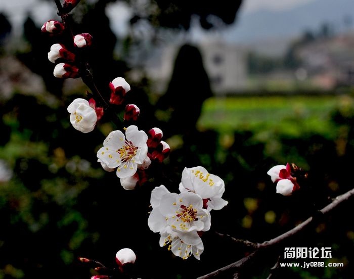 DSC_1006a.jpg