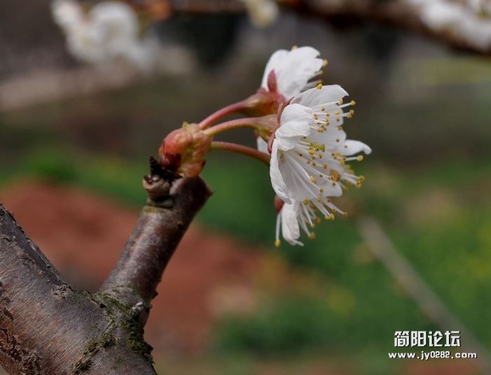 DSC_0861a.jpg