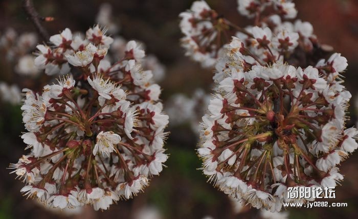 DSC_0902a.jpg