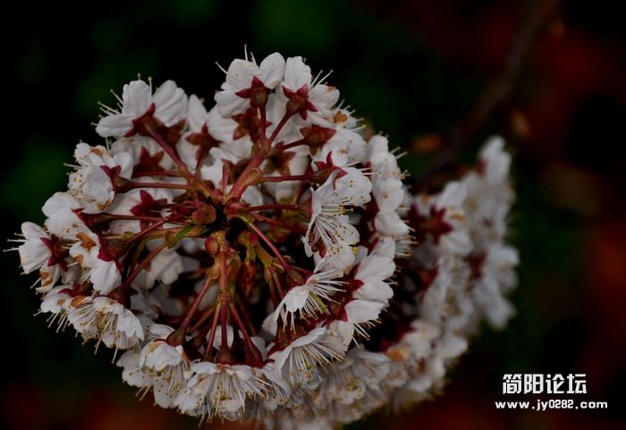 DSC_0904a.jpg