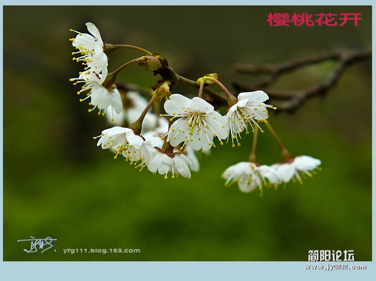 樱桃花开——02副本.jpg