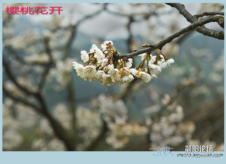 樱桃花开——12副本.jpg
