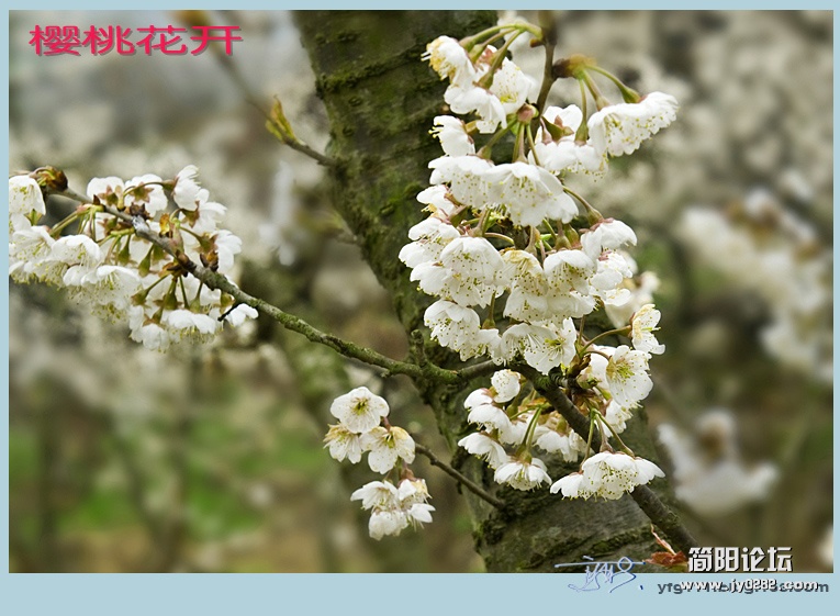 樱桃花开——10副本.jpg