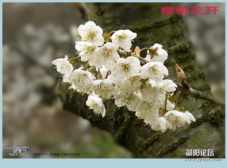 樱桃花开——09副本.jpg