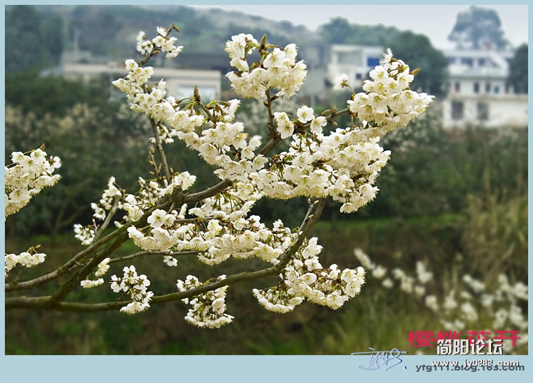 樱桃花开——18副本.jpg