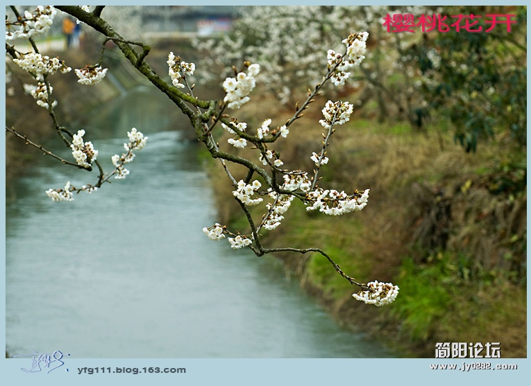 樱桃花开——16副本.jpg