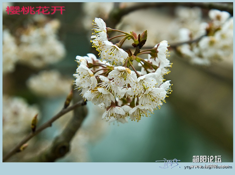 樱桃花开——15副本.jpg