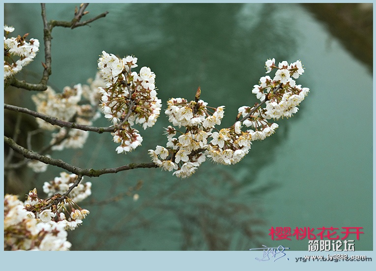 樱桃花开——14副本.jpg