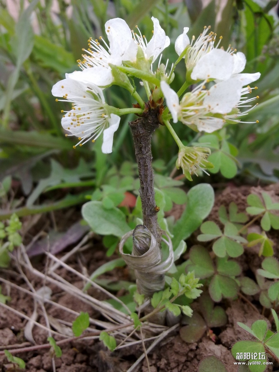 20120323255.jpg