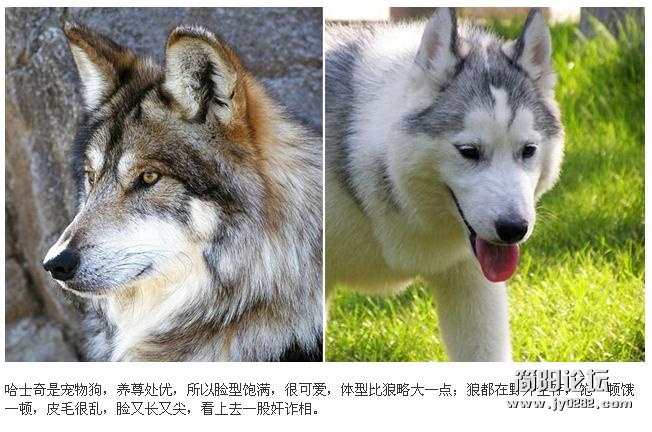 警方错把狗当狼 图解狼与哈士奇区别4.JPG