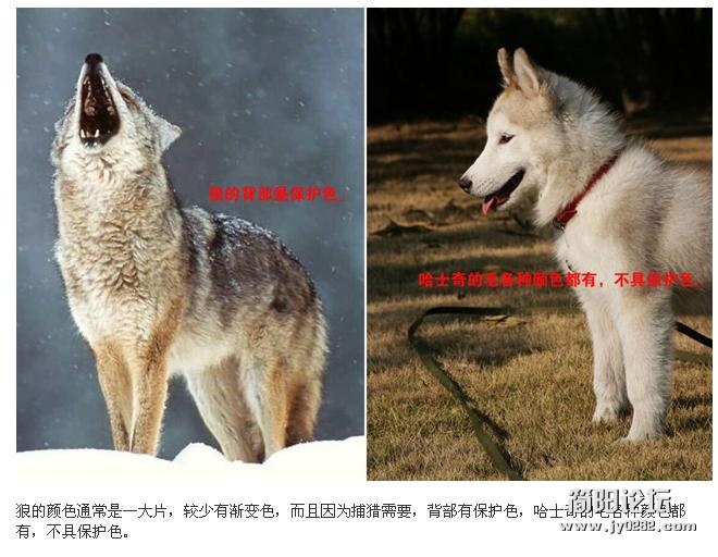 警方错把狗当狼 图解狼与哈士奇区别1.JPG