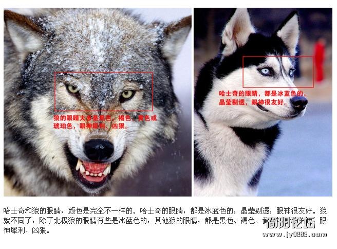 警方错把狗当狼 图解狼与哈士奇区别2.JPG
