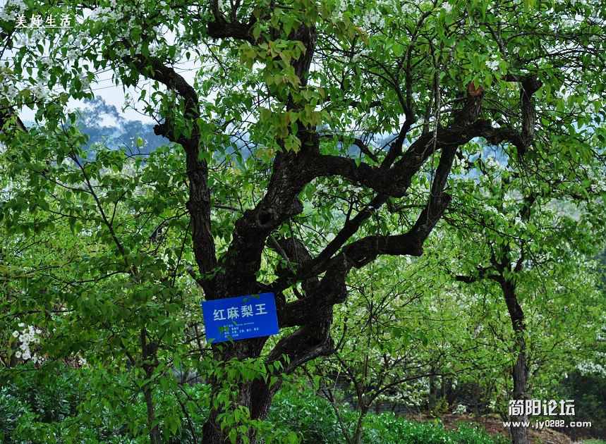 DSC_0078.jpg