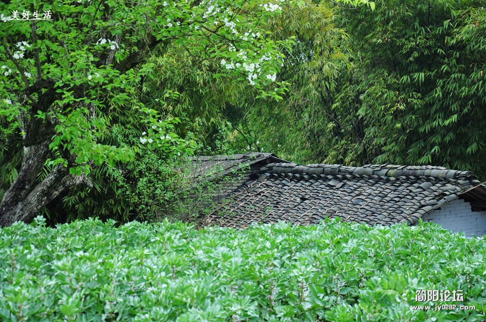 简阳梨花沟图片