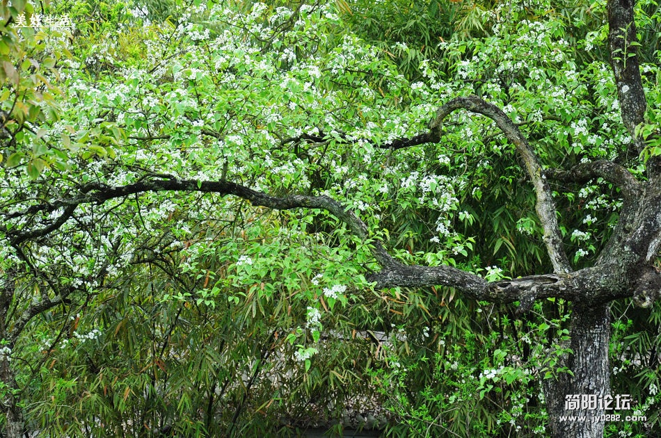 简阳梨花沟风景区图片图片