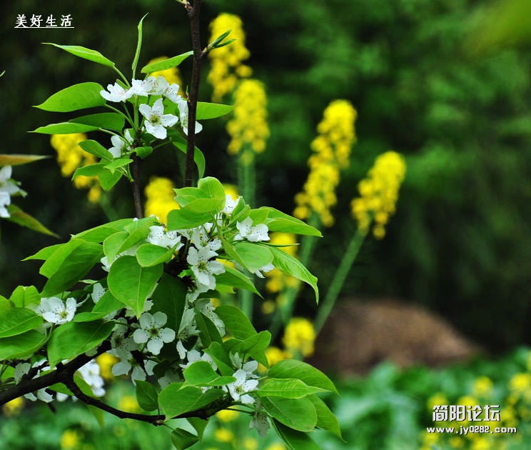 简阳梨花沟风景区图片图片