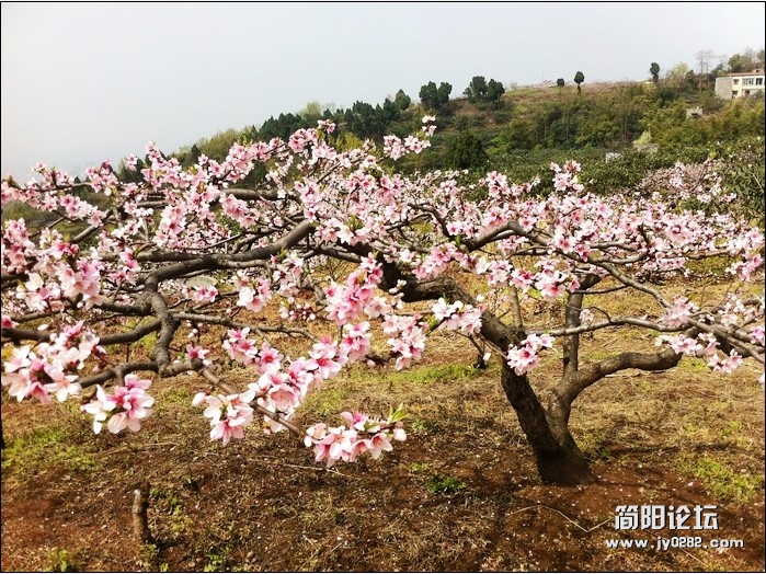 QQ截图20120331194336.jpg