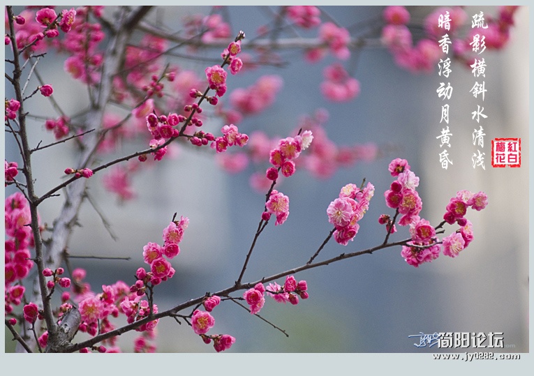 梅花——05副本.jpg