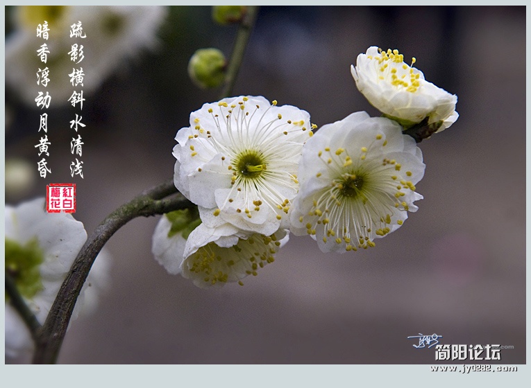 梅花——03副本.jpg
