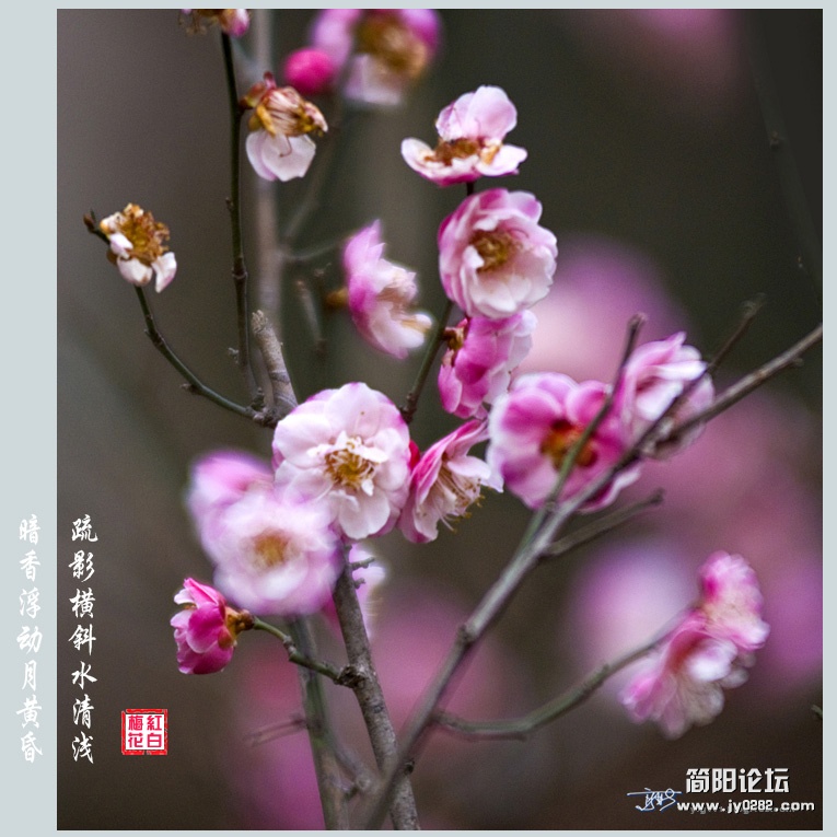 梅花——08副本.jpg