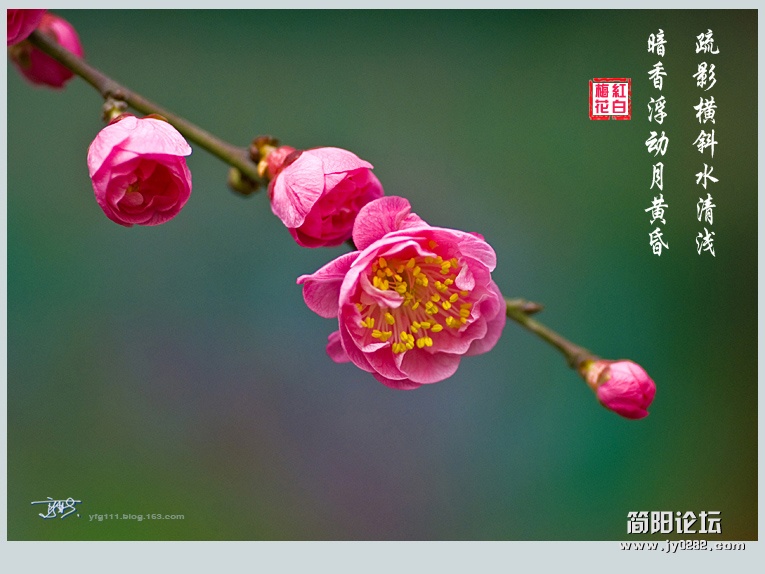 梅花——15副本.jpg