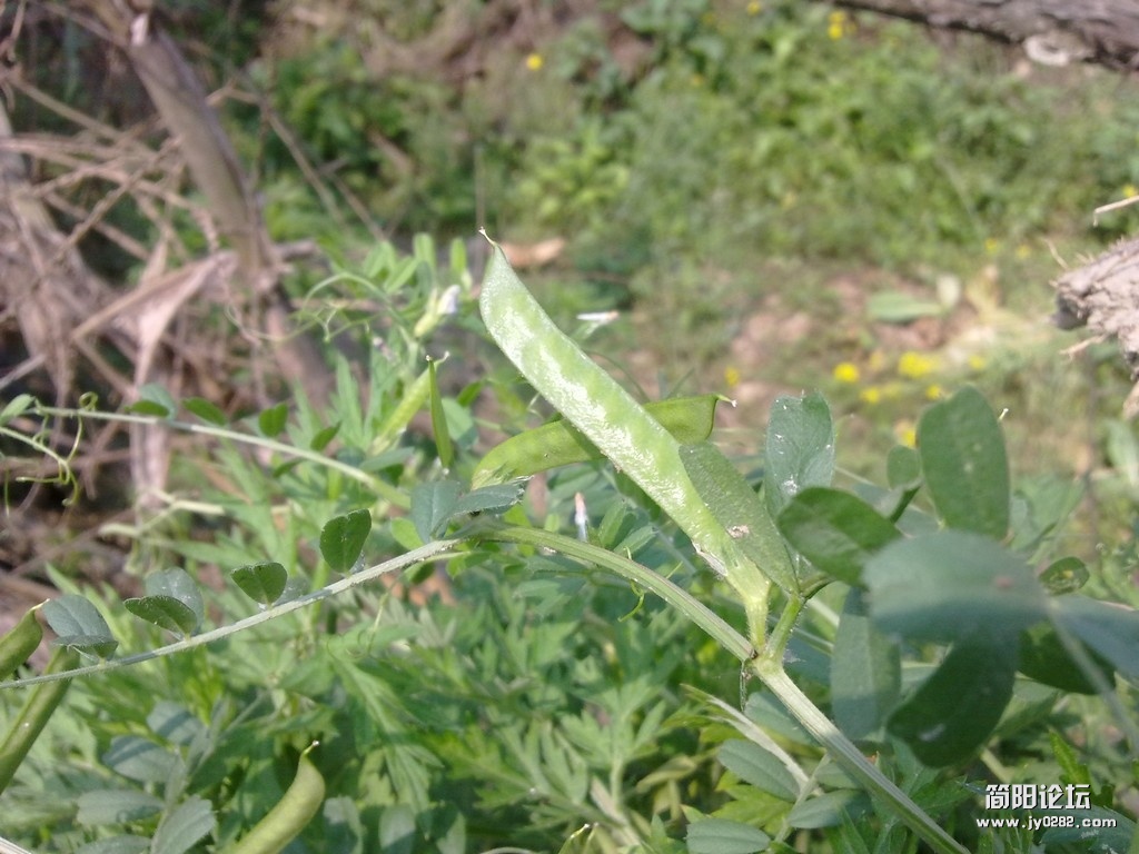 20120401309.jpg