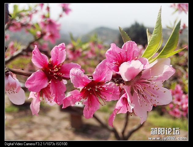 nEO_IMG_PHOT0081.jpg
