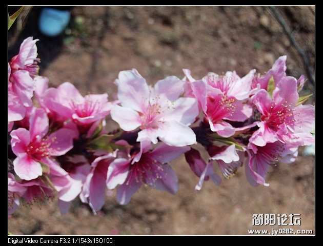 nEO_IMG_PHOT0087.jpg