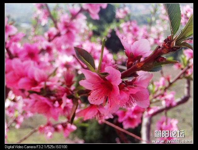 nEO_IMG_PHOT0131.jpg