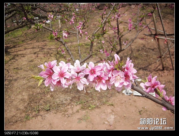 nEO_IMG_SANY3564.jpg