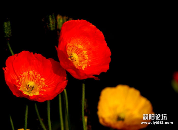 花海05.jpg