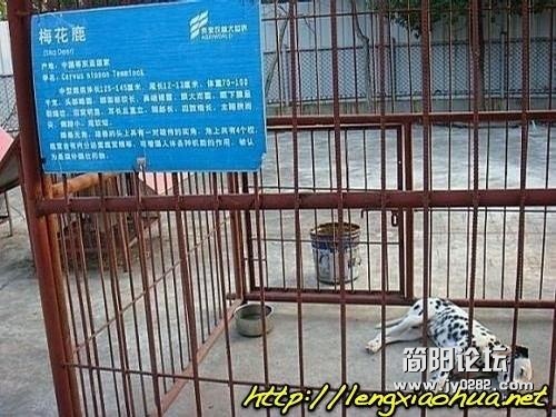 我真不是梅花鹿，我也是受害者.jpg