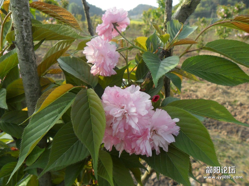 日本樱花种植6.jpg